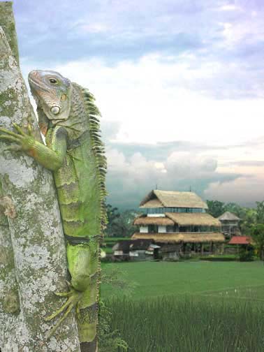 Iguana